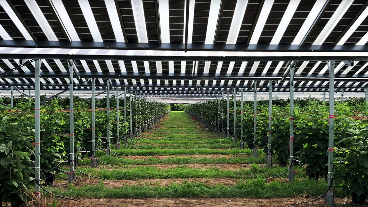 Enel Green Power ha scelto l'agrivoltaico per il suo parco fotovoltaico più grande. Al via i lavori a Tarquinia