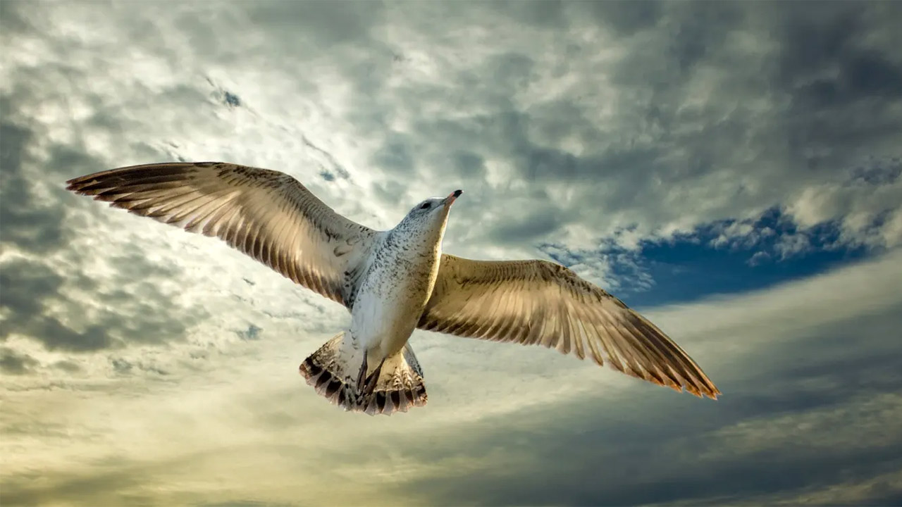 Nuovo studio su uccelli marini e pale eoliche: gli animali sanno come evitarle