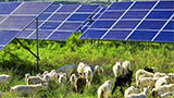 Ecco il mega campo fotovoltaico che è stato approvato grazie a 1.000 pecore