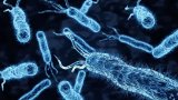 Nello Spazio l'evoluzione cambia rotta: batteri e virus si adattano alla microgravit&agrave;