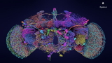 Un grosso passo in avanti per le neuroscienze: per la prima volta mappato interamente un cervello adulto