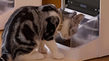 Distributori automatici di cibo e acqua per gatti e cani in offerta su Amazon: da 53� a 149�, ecco i migliori modelli smart
